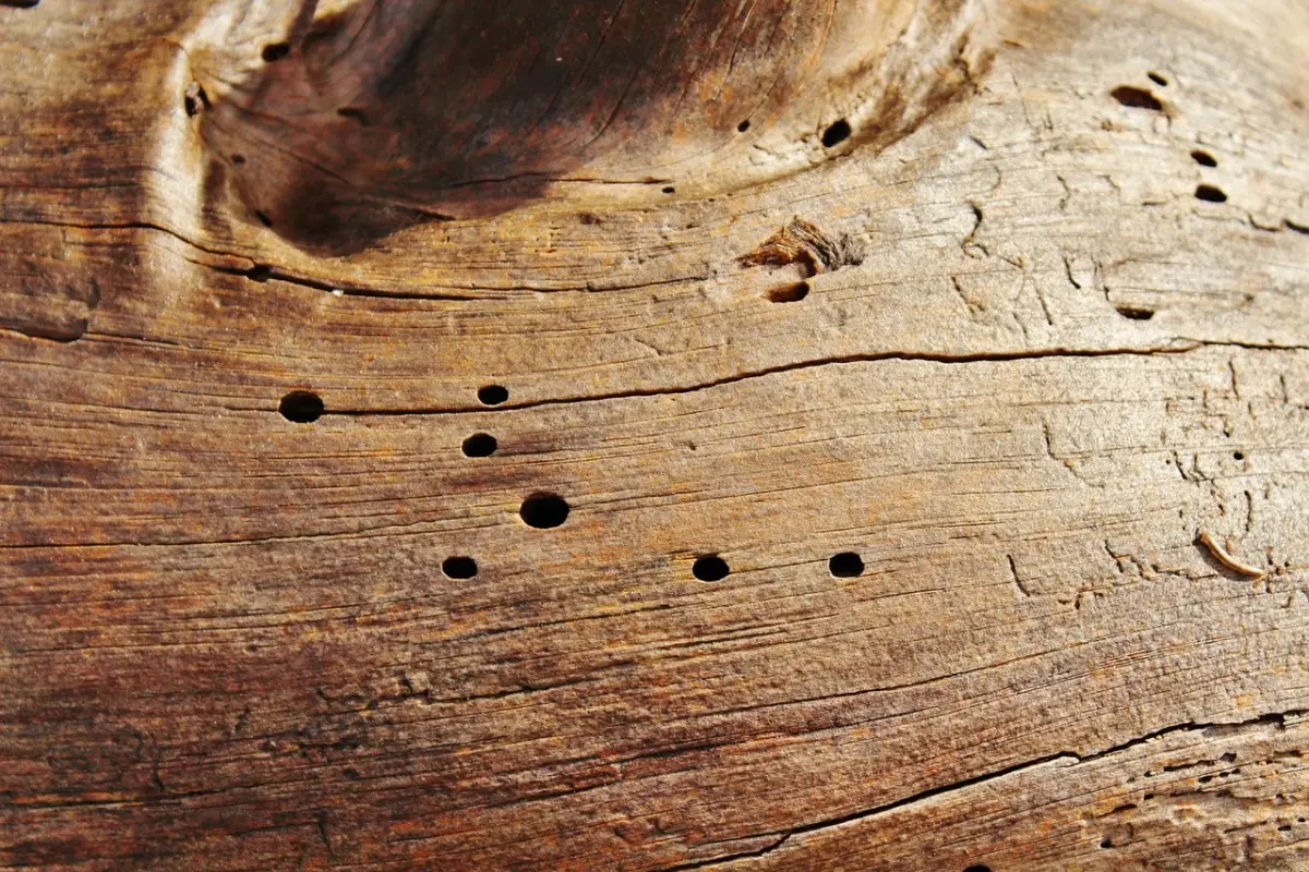 Se vuoi scavare nel legno non usare il trapano: ecco l’attrezzo giusto che pochi conoscono